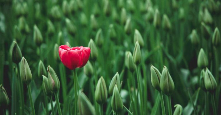 Stand Out - selective focus photo of a red tulip flower