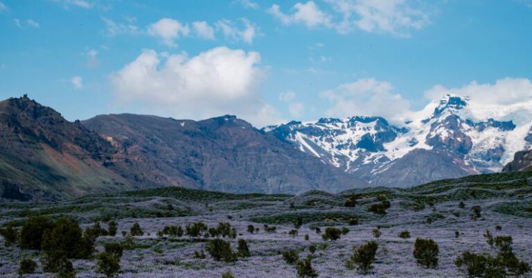 Preserve - A field of purple flowers and snow capped mountains