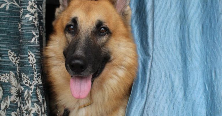 Eco-Friendly Materials - Sheepdog between Drapes