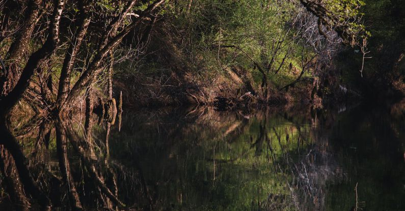 Inclusive Environment - View of a River and a Green Forest