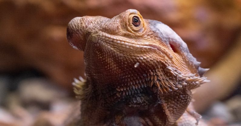 Exhibition Experience - Portrait of Iguana Lizard